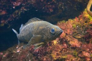 Brown Rockfish shown swimming in ocean. Blends in with muddy colors of rock. Large eyes.