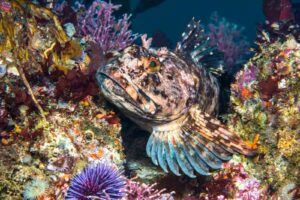 Cabezon fish shown swimming. Blends into surrounding reef.