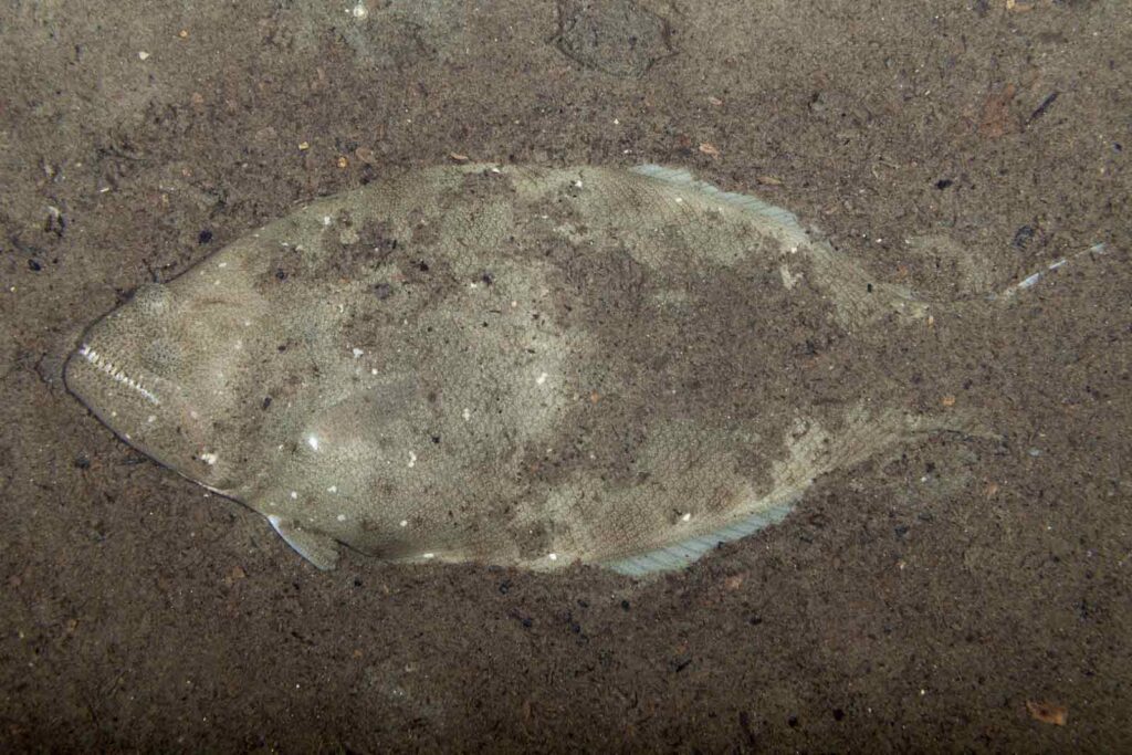 Pacific Halibut hides in sandy sea floor. Both eyes blend into skin and a small row of sharp teeth can be seen.