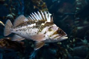 Quillback Rockfish shown swimming. Multicolored, smaller, with spiny fin on top.