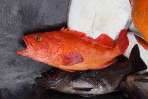 Yelloweye Rockfish shown after being caught on a Prisoner Rock Charters trip.