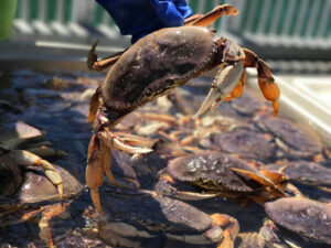 Captain Jason holds up a Dungeness crab from one of many.