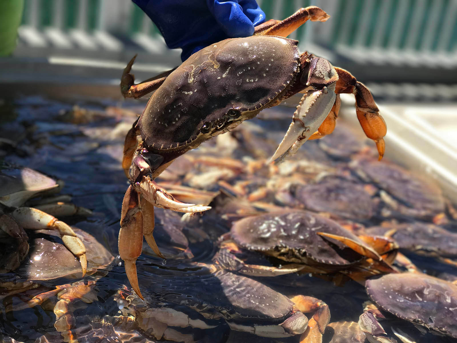 Catch Dungeness Crab