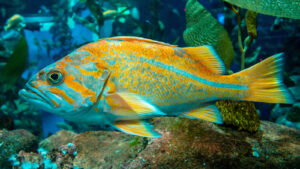 A beautiful, bright Canary Rockfish shown swimming underwater and up close. Aqua and Yellow colors flash vibrant among the rocks.
