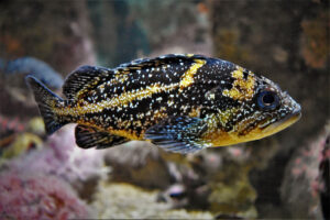 China Rockfish shown. This incredible species boasts mottled black and yellow coloring.