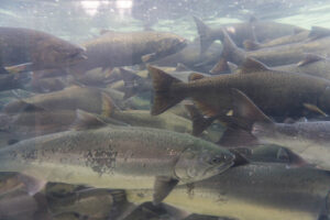 Chinook Salmon get ready to spawn. Many shown in one photo with some scales starting to leave bodies.