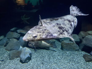 Pacific Halibut swimming on sea floor. This fish appears to swim sideways. This particular specimen is still migrating the eye on the underside of its body to the top.