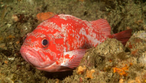 A beautiful, Vermillion rockfish species is shown hiding deep in the ocean between two boulders.